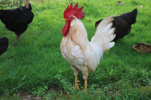 国产大公鸡图片视频,雄姿英发，彰显民族风采