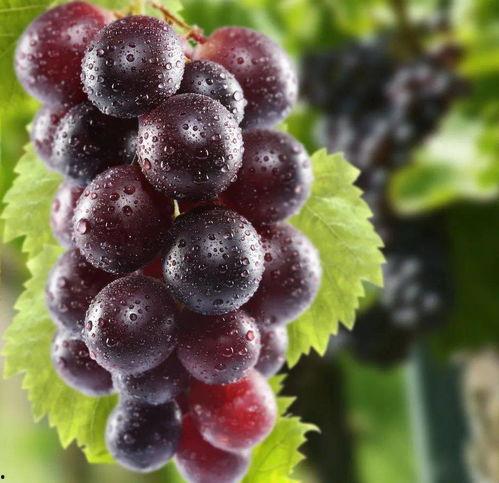 国产葡萄样子图片视频,色泽诱人，口感鲜美，尽享田园风味